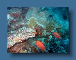Helengeli 341